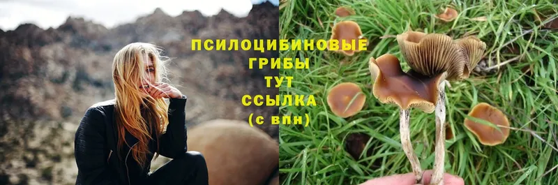 OMG ONION  Нерехта  Галлюциногенные грибы Magic Shrooms 